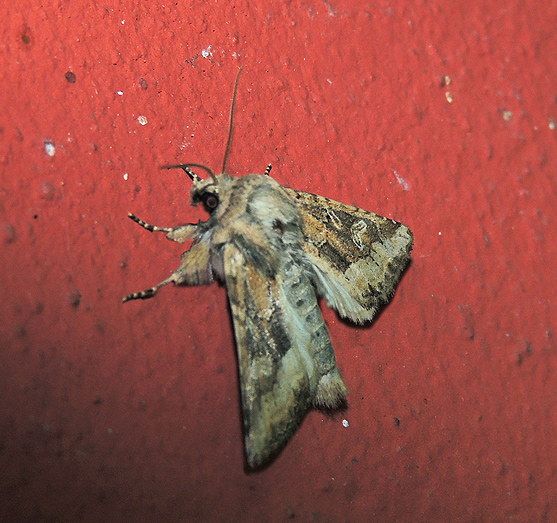 Luperina dumerilii Noctuidae